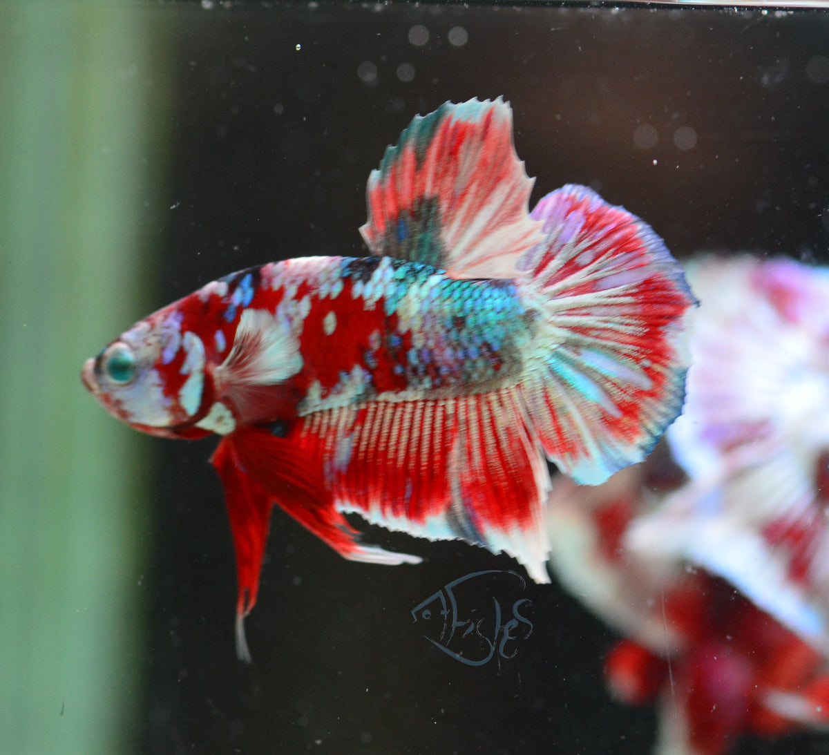 Red Snow Galaxy HMPK Male