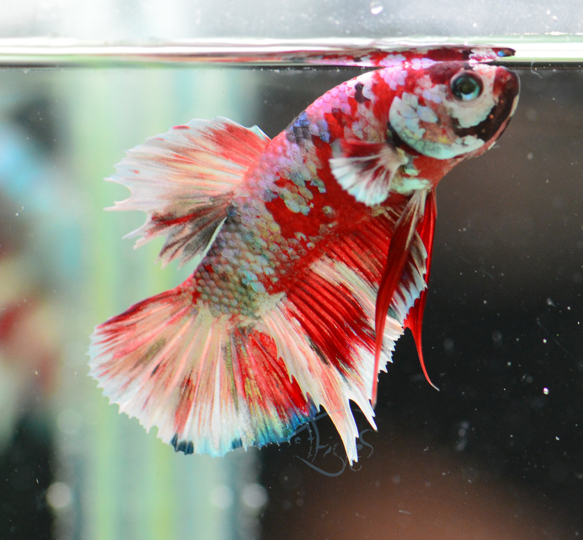 Red Snow Galaxy HMPK Male