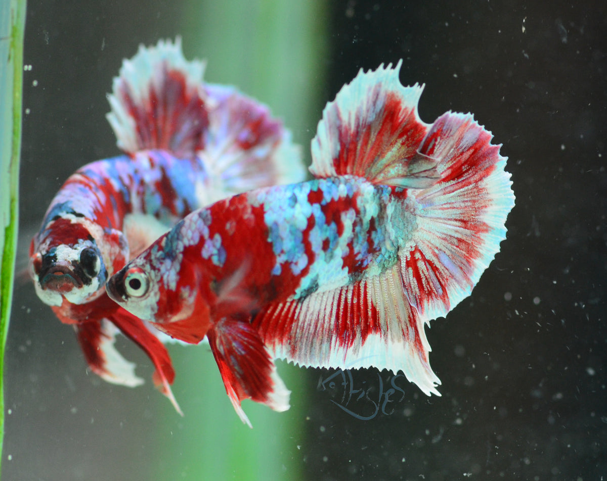 Red Snow Galaxy HMPK Male