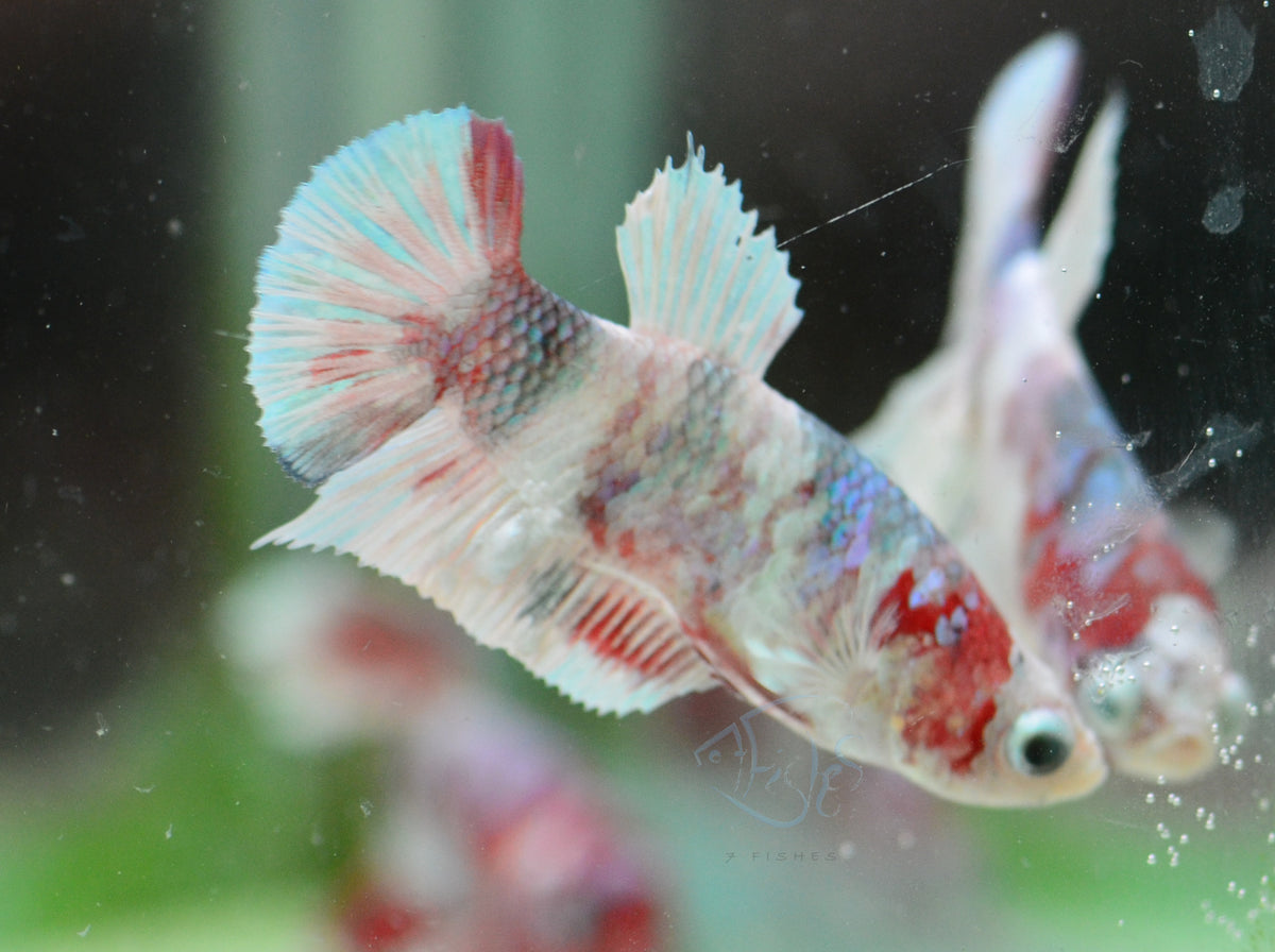 Red Snow Galaxy HMPK Female