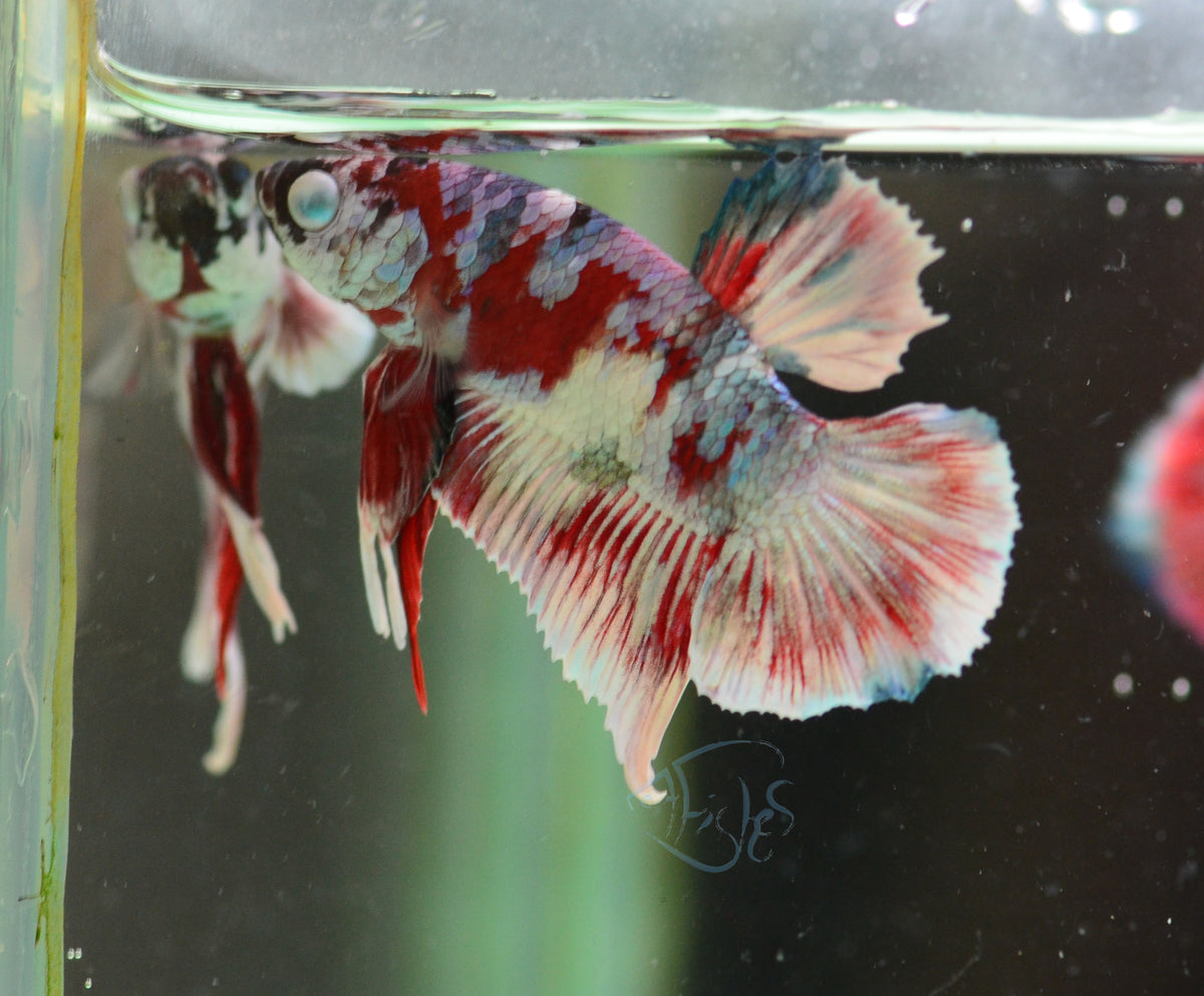 Red Snow Galaxy HMPK Male *Diamond Eye*