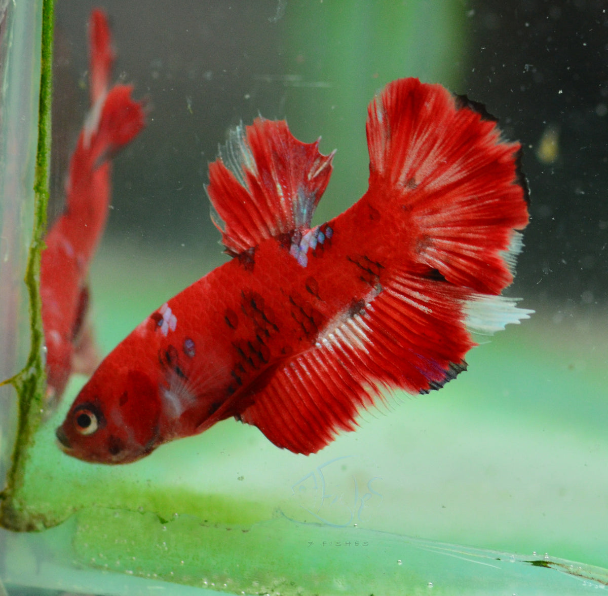 Red Koi HMPK Male