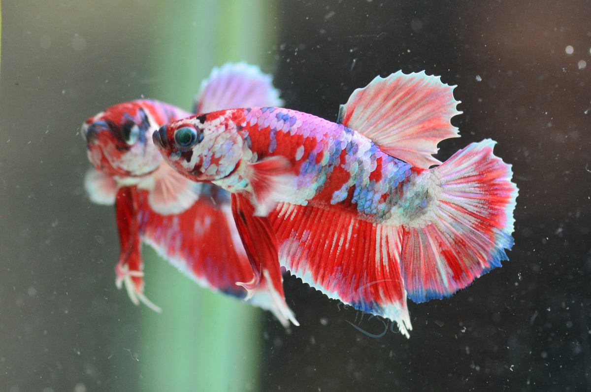 Red Snow Galaxy HMPK Male