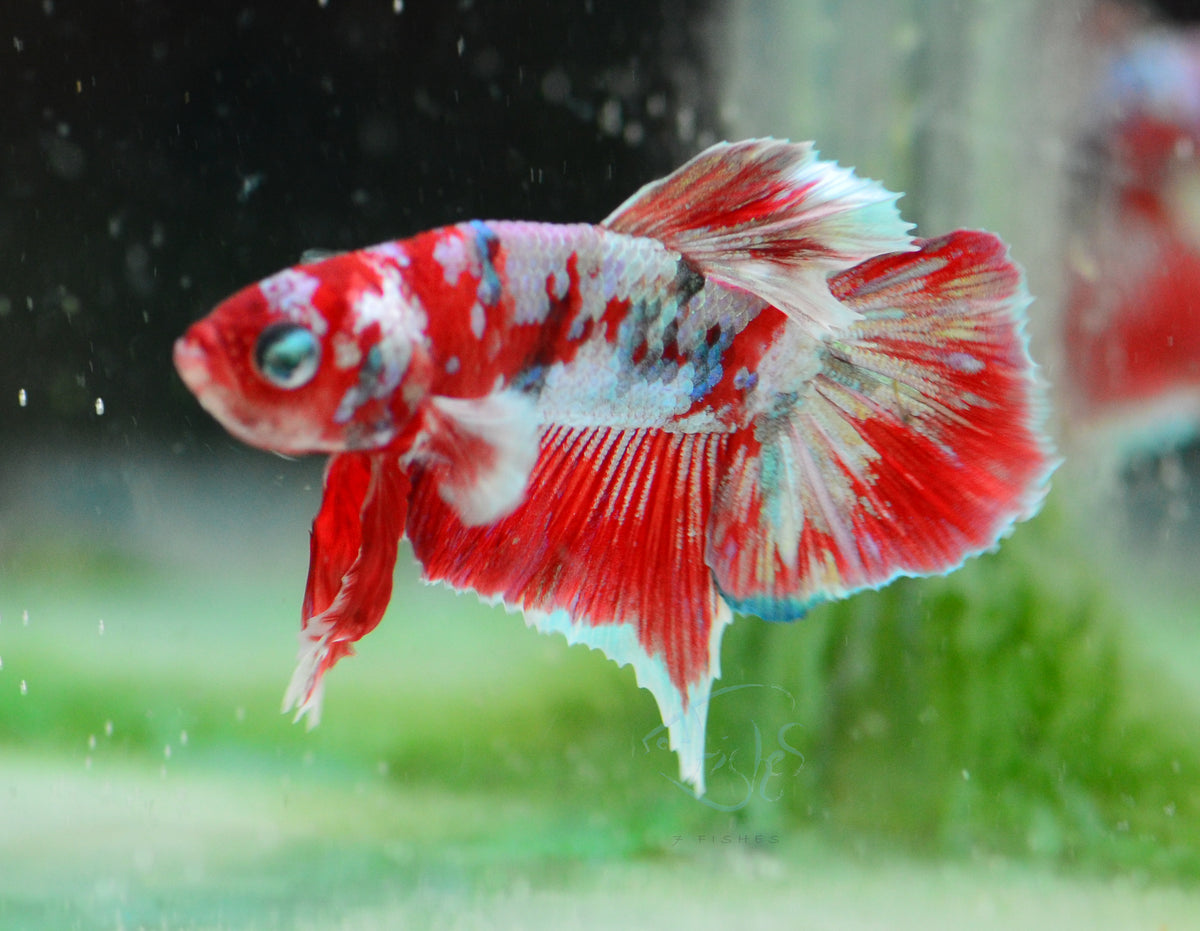 Red Snow Galaxy HMPK Male