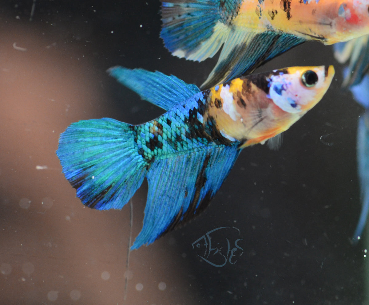 Yellow Galaxy Delta-tail Female