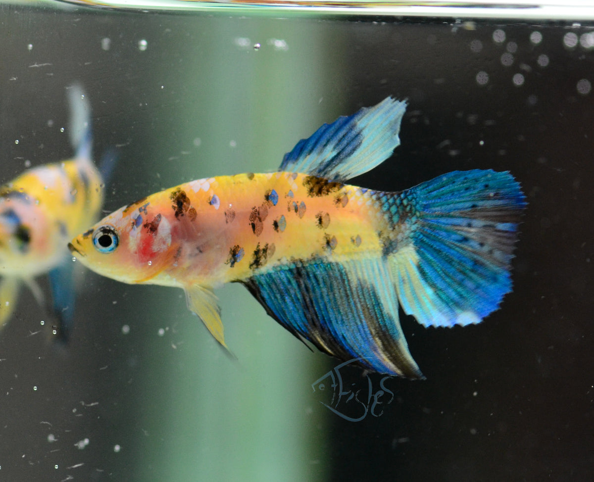 Yellow Galaxy Delta-tail Female