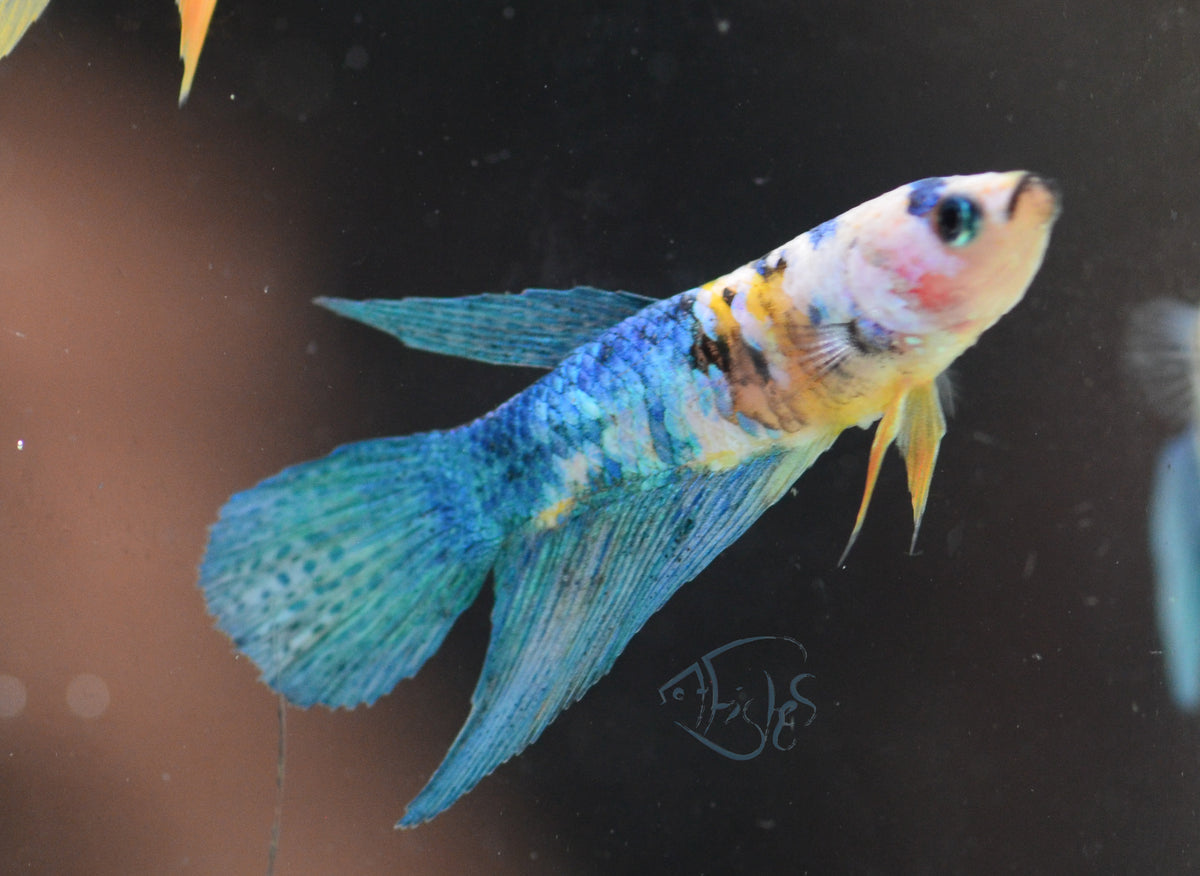 Yellow Galaxy Delta-tail Female