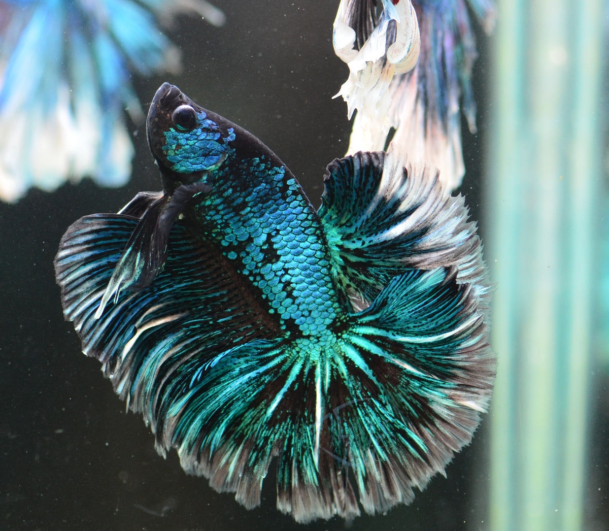 Black Turquoise Halfmoon Male