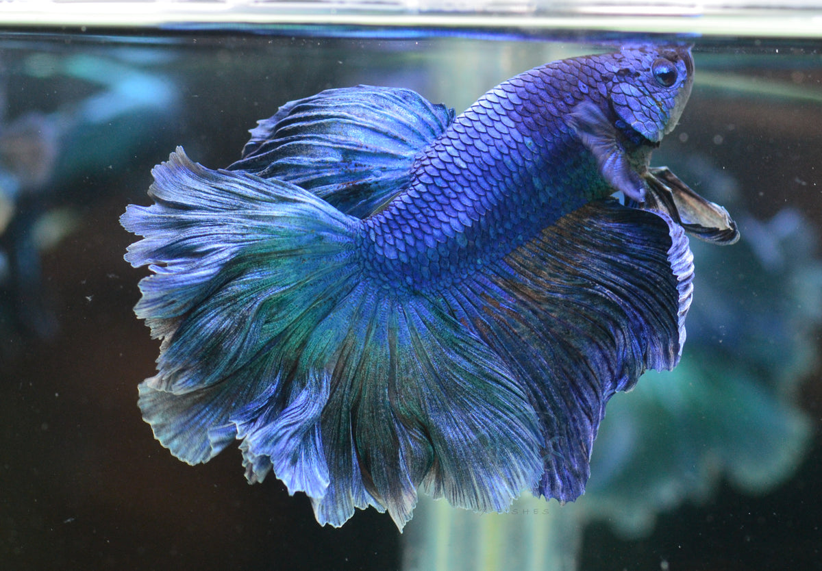 Turquoise Rosetail Male