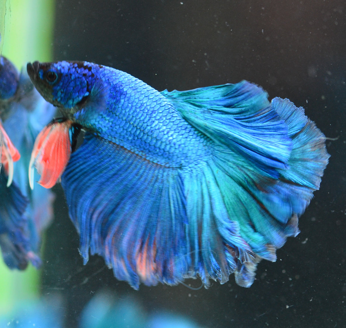 Turquoise Rosetail Male