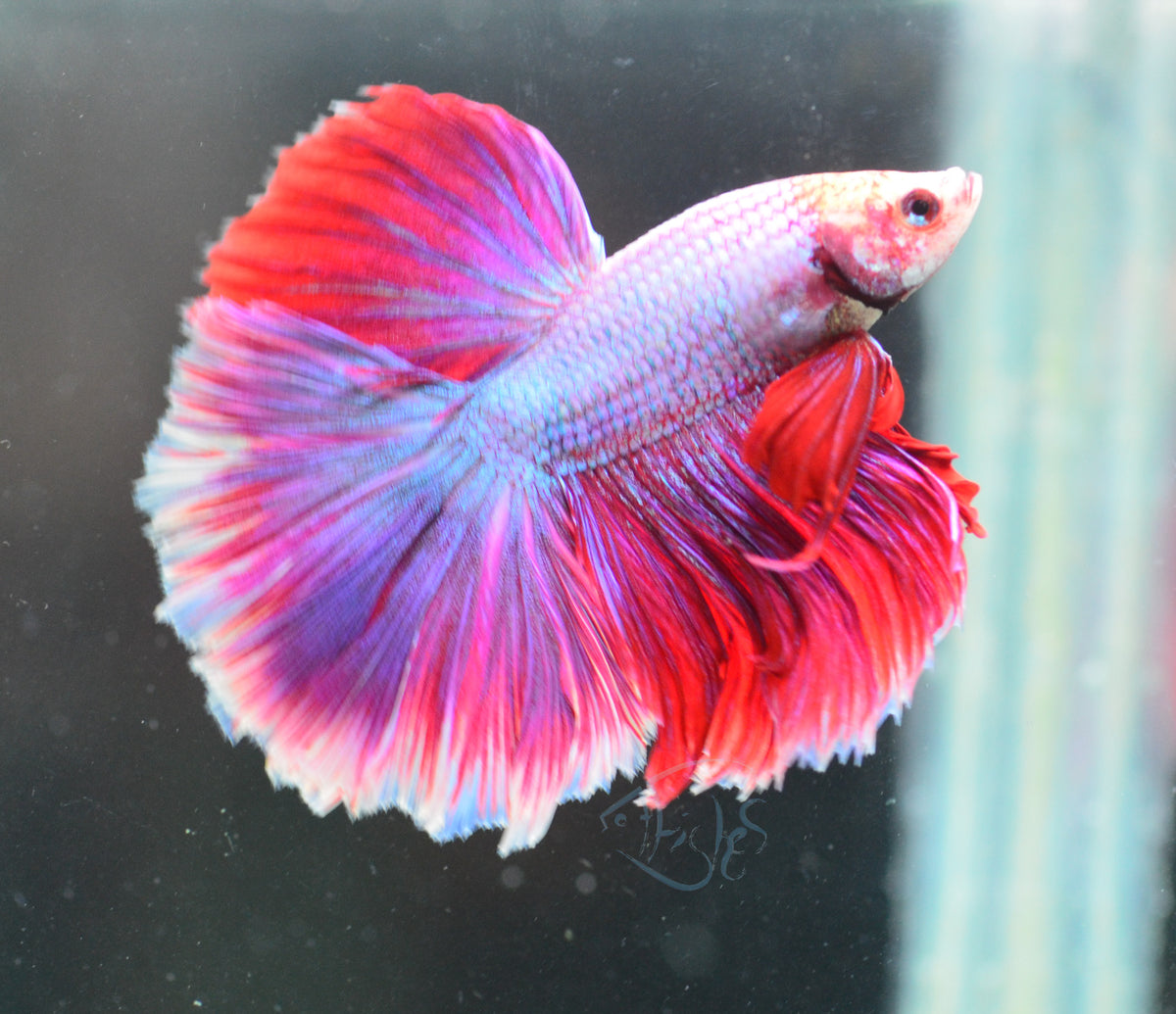 Lavender Halfmoon Male