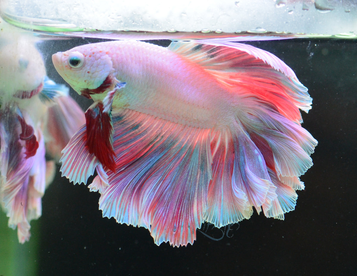 Purple Rosetail Male