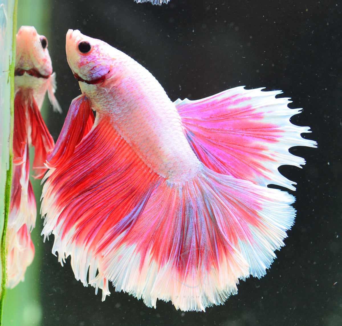 Purple Halfmoon Male