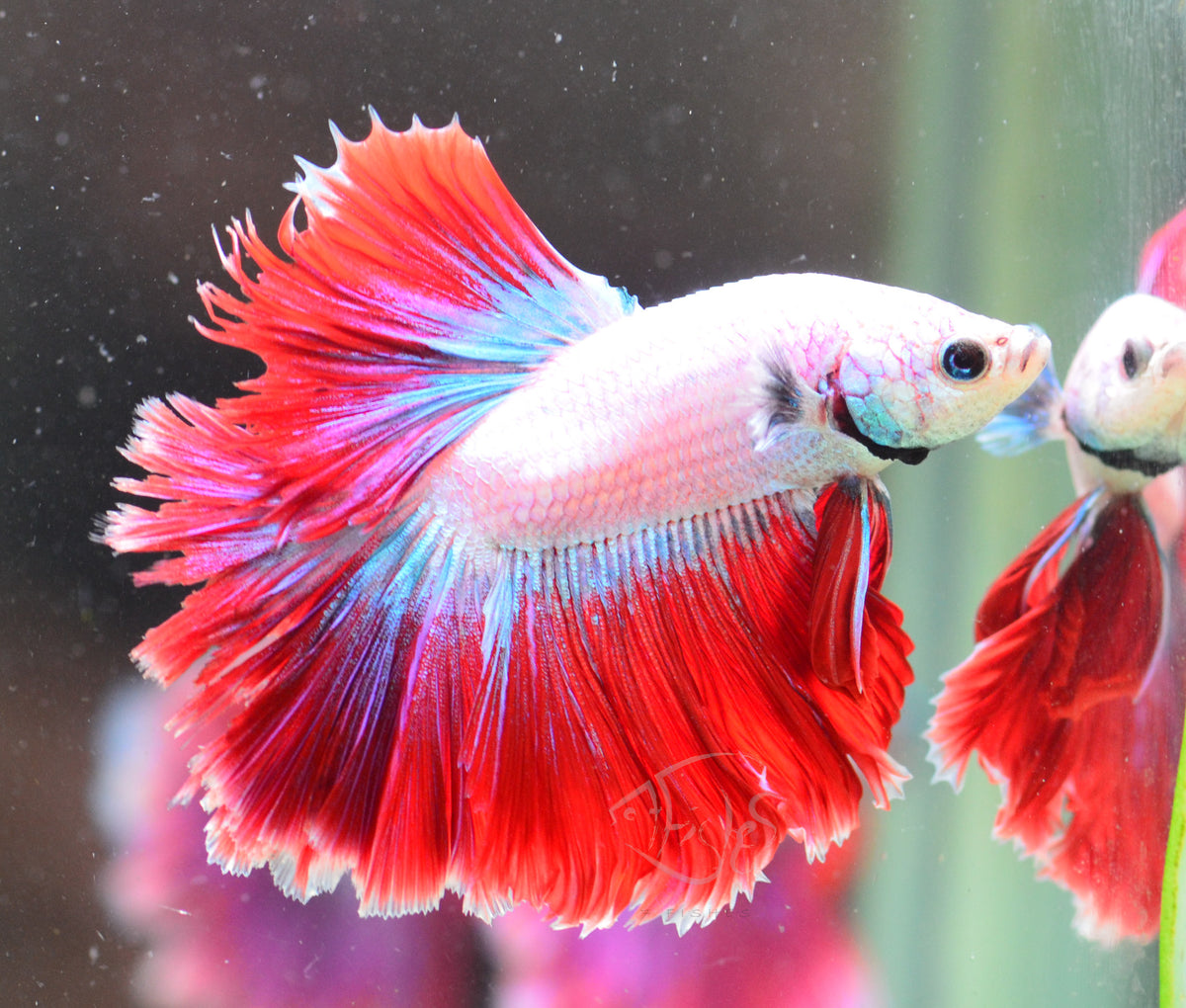 Cambodian Rosetail Male