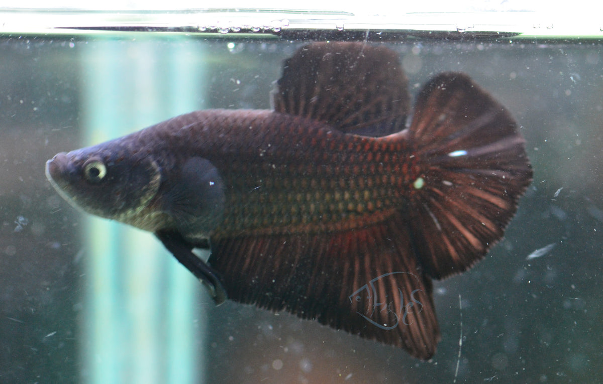 Black Orchid HMPK Male