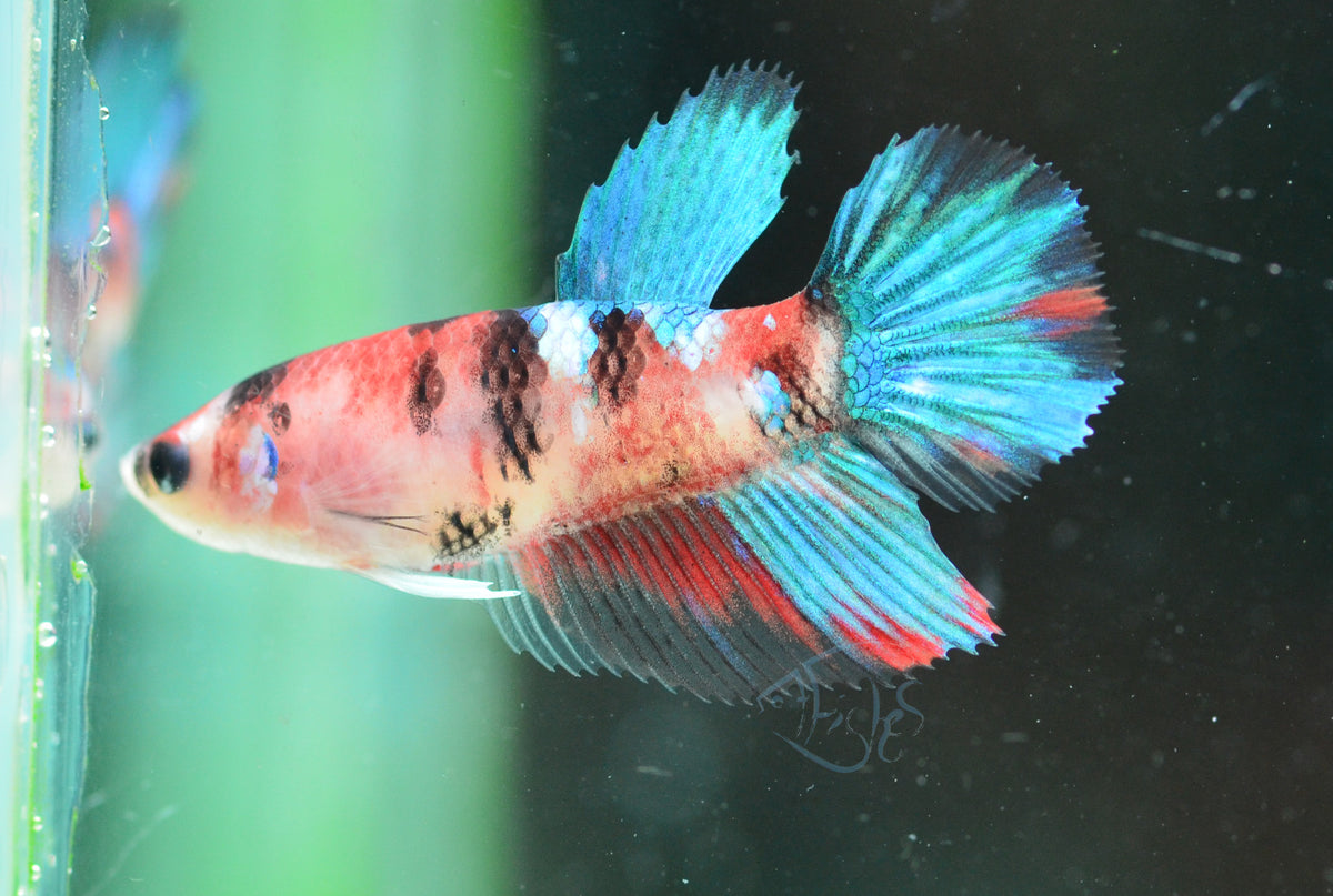 Red Galaxy Delta-tail Female