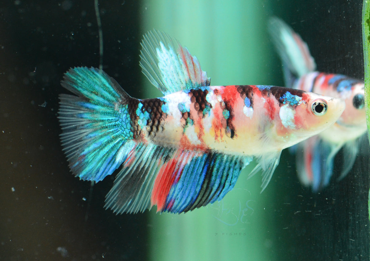 Red Galaxy Delta-tail Female