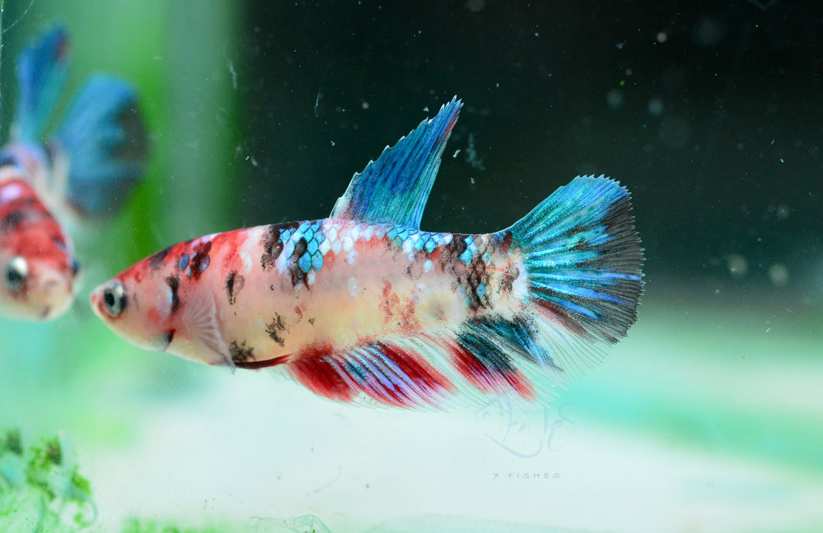 Red Galaxy Delta-tail Female