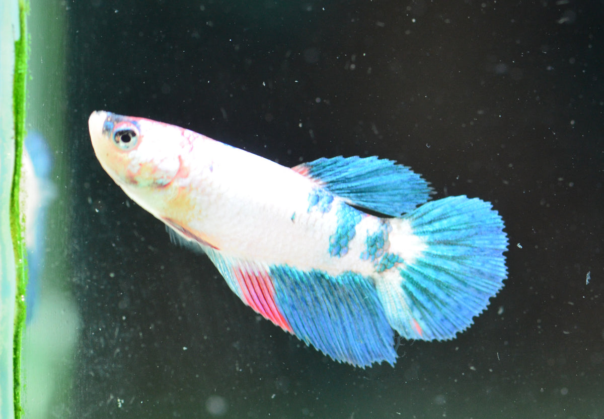 Red Galaxy Delta-tail Female