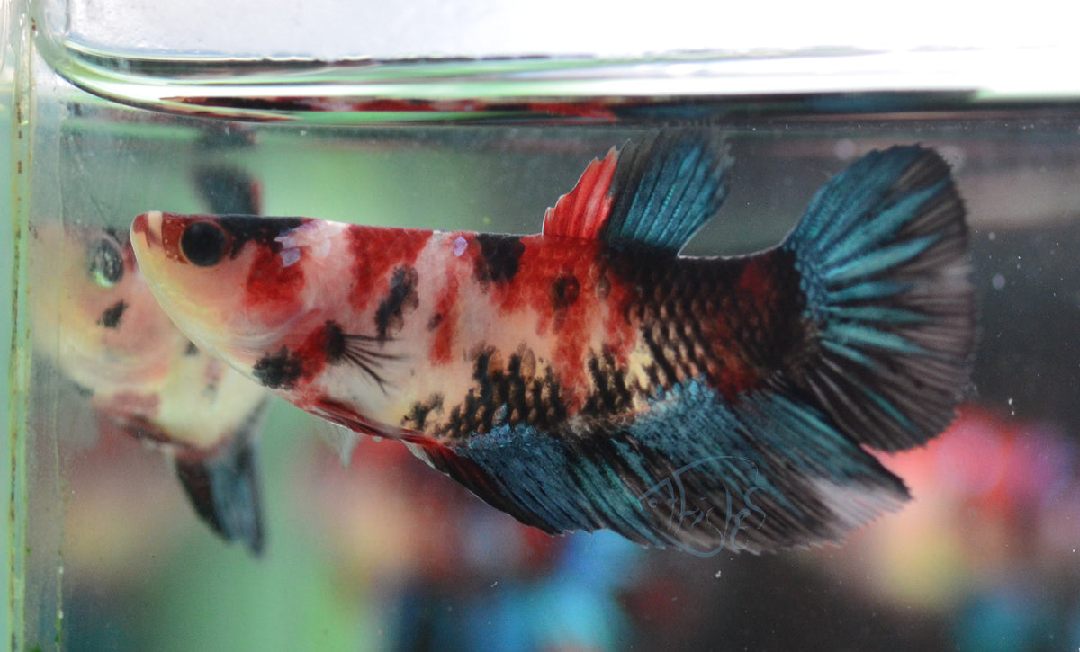 Red Galaxy Delta-tail Female