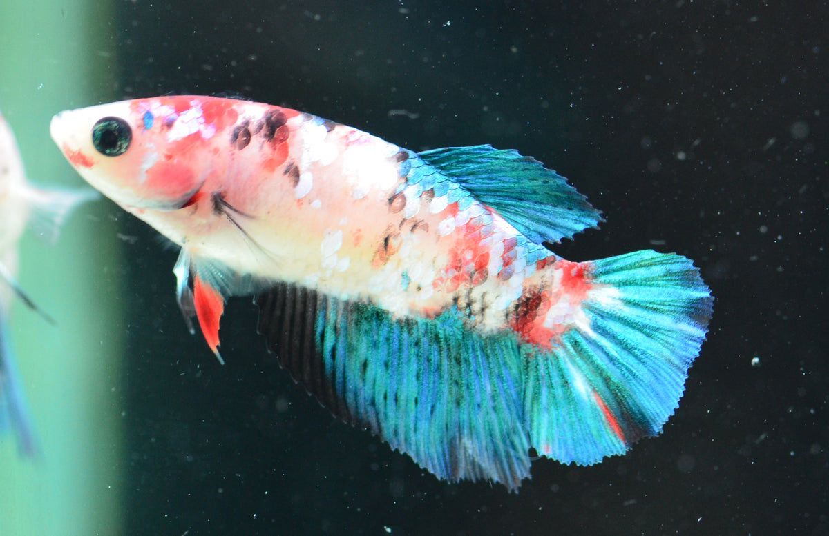 Red Galaxy Delta-tail Female