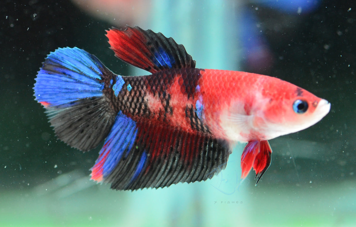 Red Galaxy Delta-tail Female