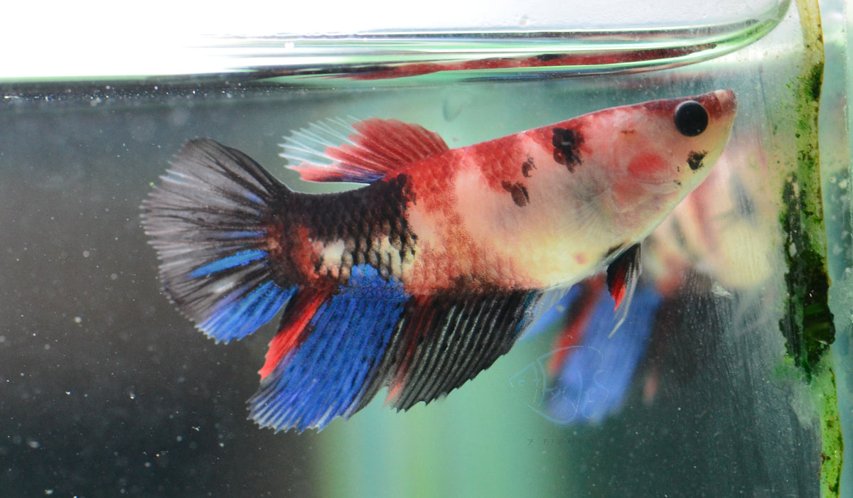 Red Galaxy Delta-tail Female