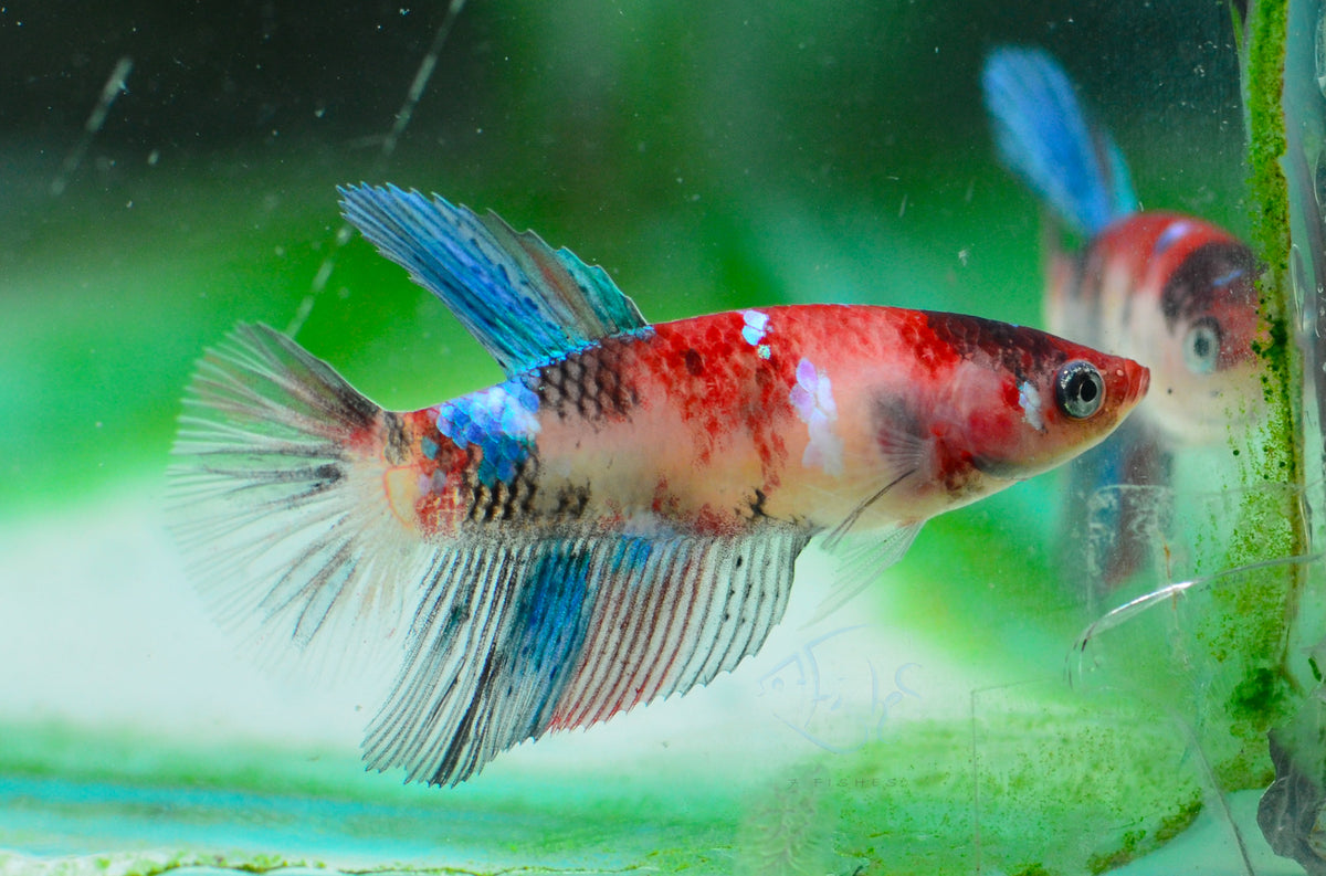 Red Galaxy Delta-tail Female