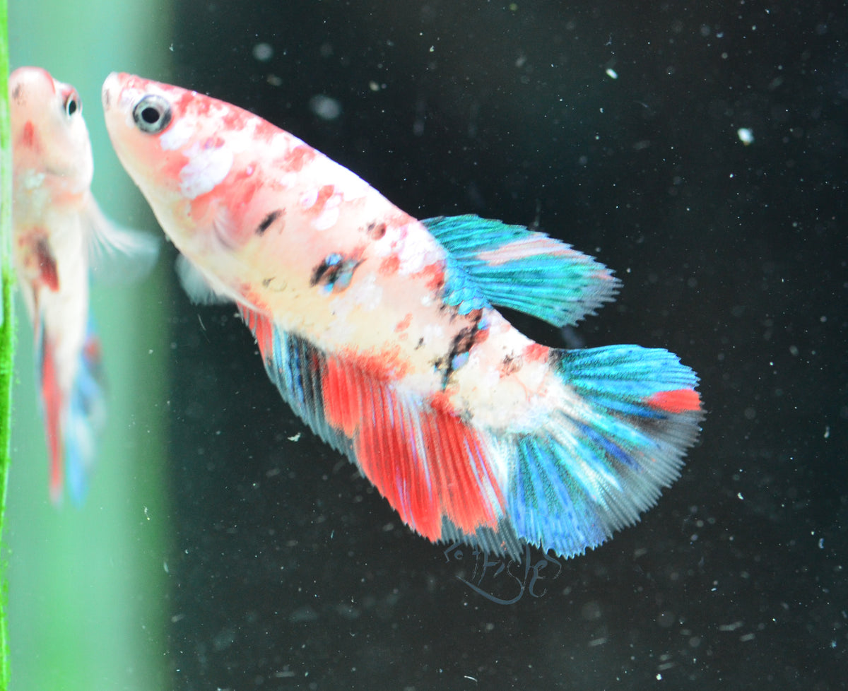 Red Galaxy Delta-tail Female