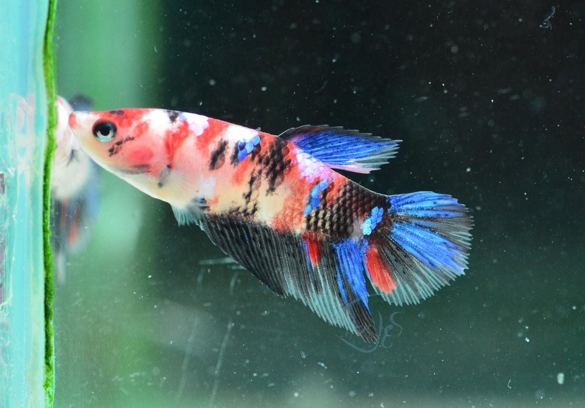 Red Galaxy Delta-tail Female