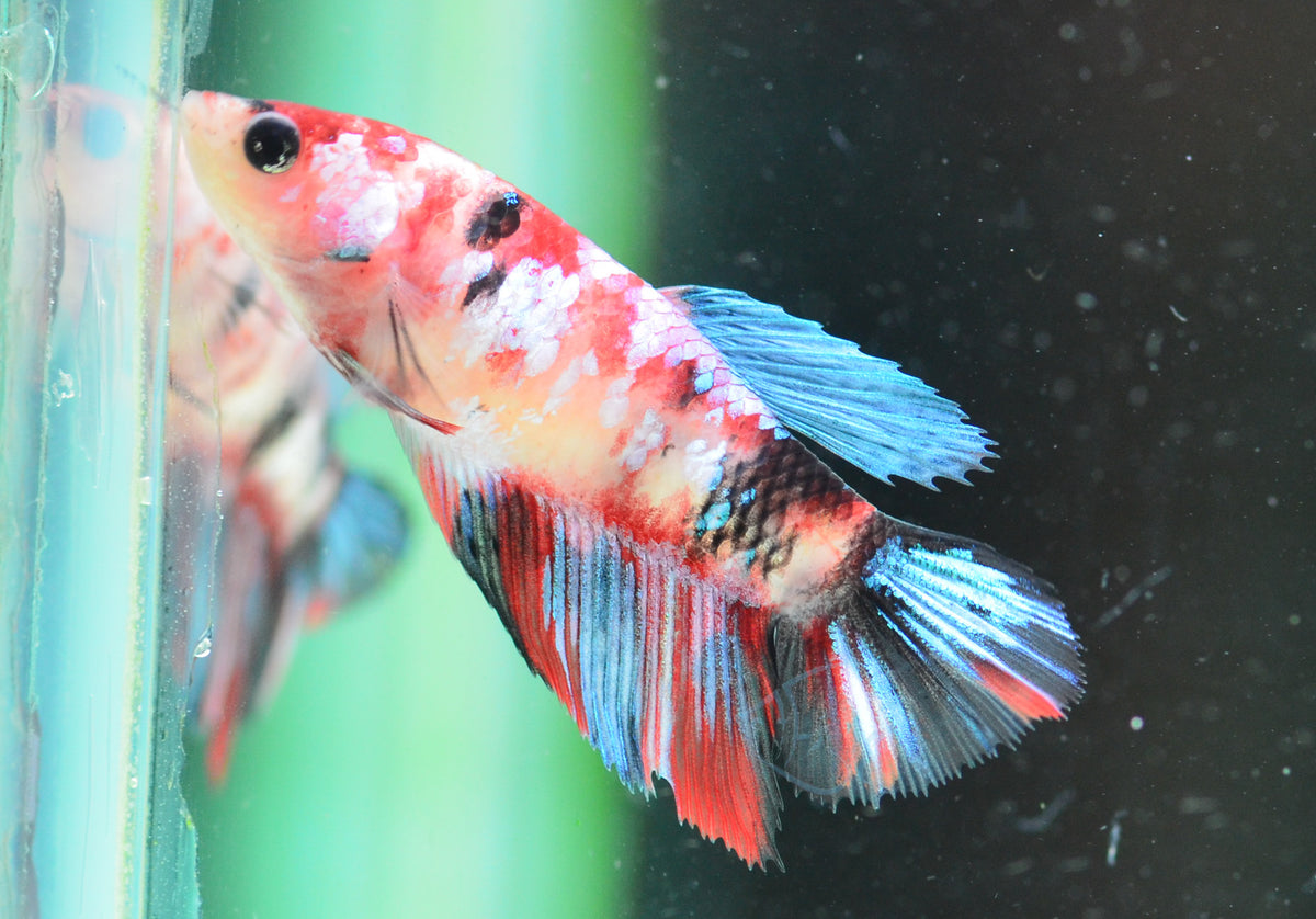 Red Galaxy Delta-tail Female