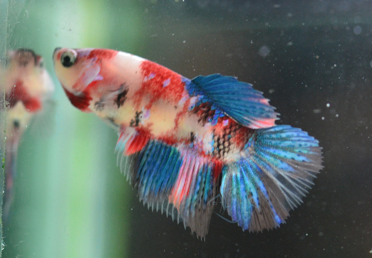 Red Galaxy Delta-tail Female