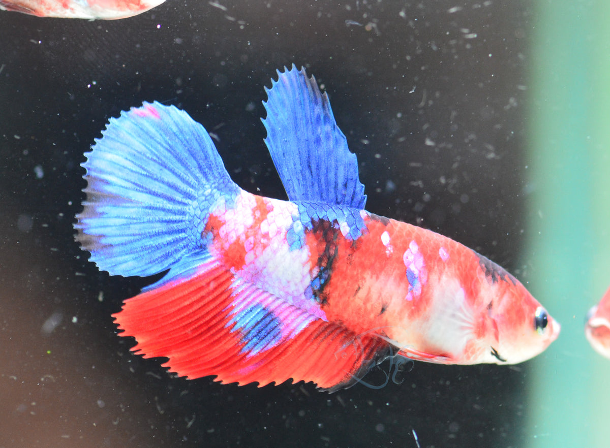Red Galaxy Delta-tail Female