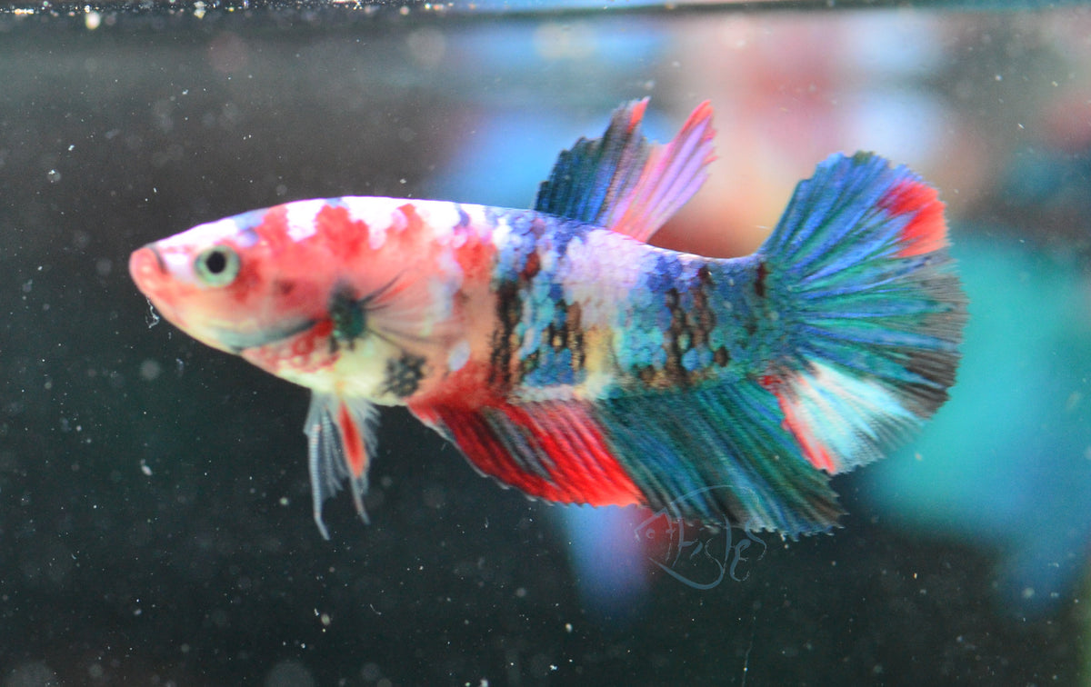 Red Galaxy Delta-tail Female