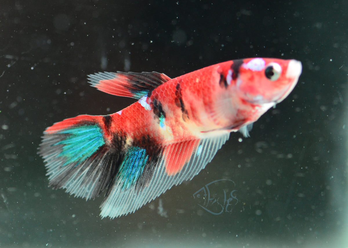 Red Galaxy Delta-tail Female