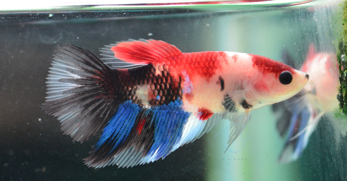 Red Galaxy Delta-tail Female