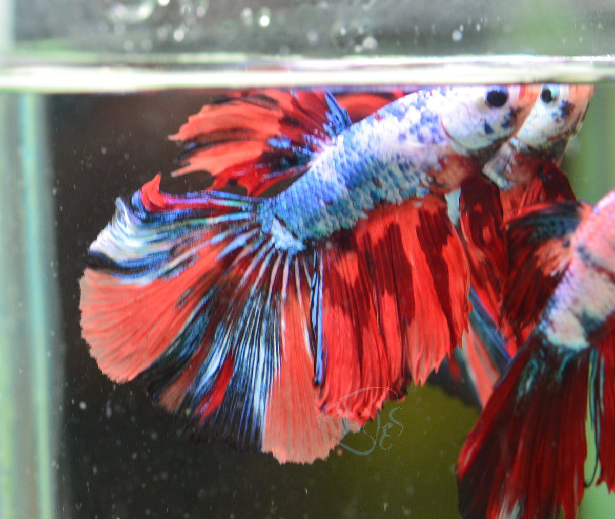 Candy Halfmoon Male
