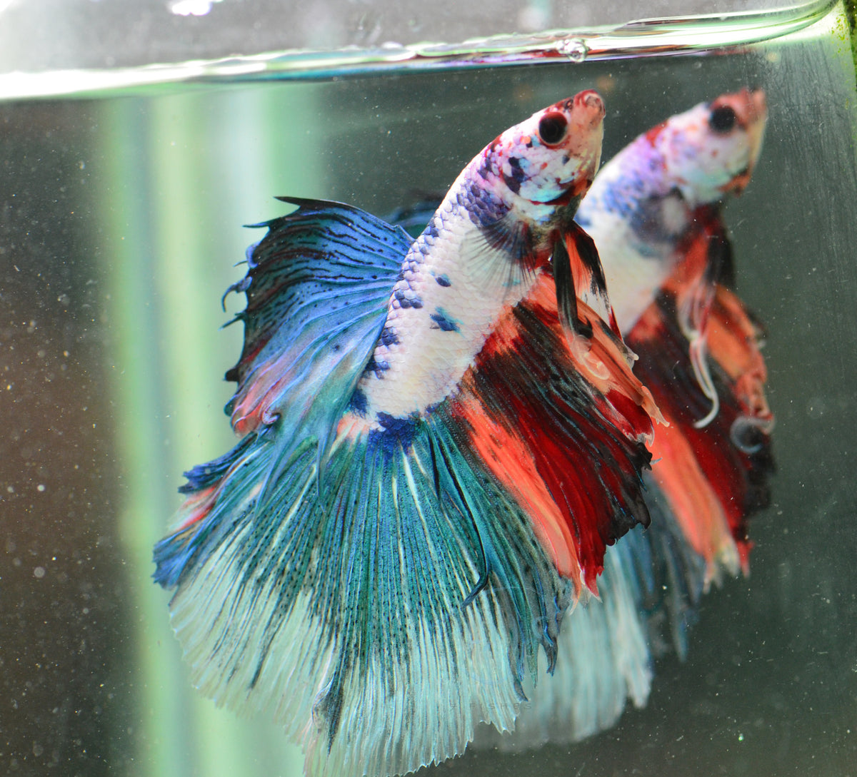 Candy Halfmoon Male