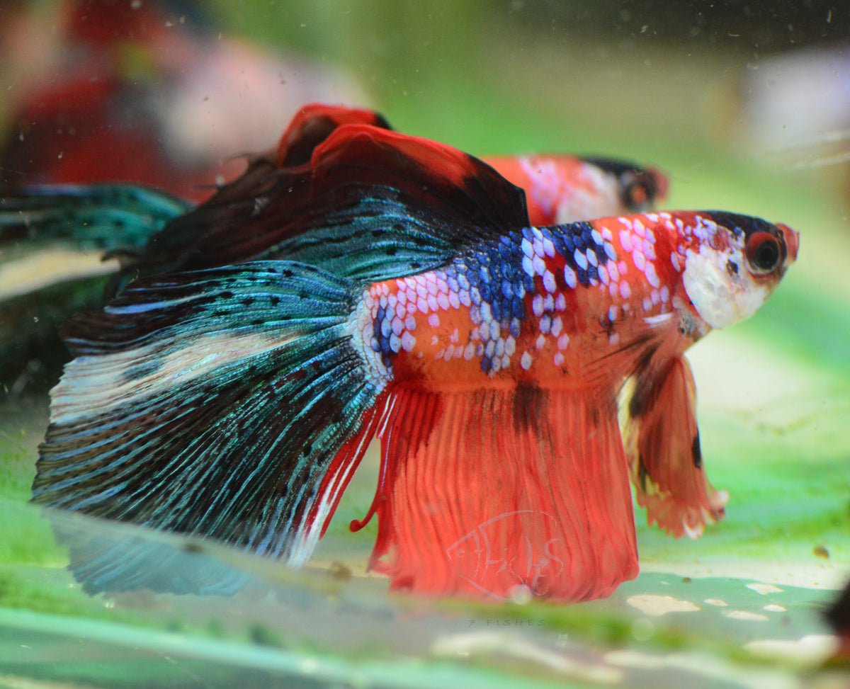 Candy Halfmoon Male