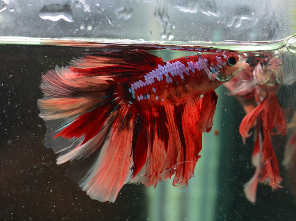 Candy Halfmoon Male