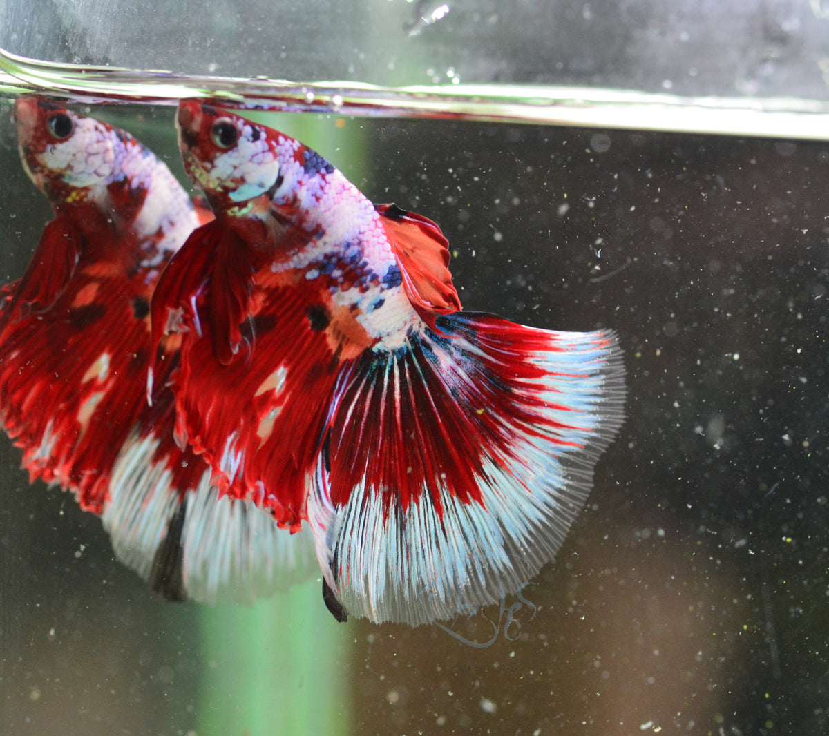 Candy Halfmoon Male