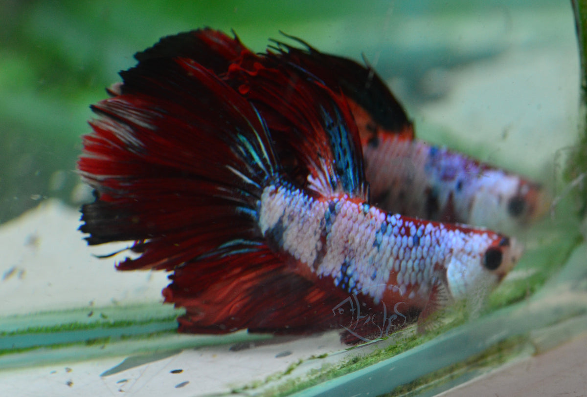 Candy Halfmoon Male