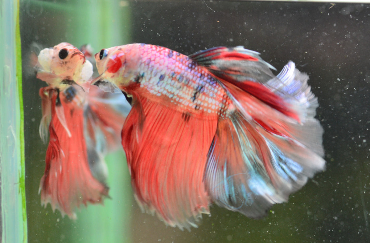 Nemo Halfmoon Male