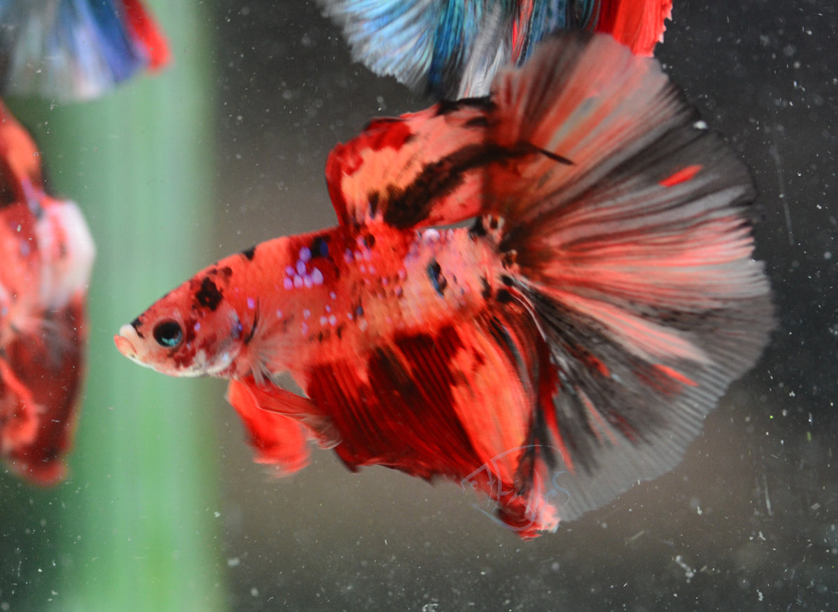 Nemo Halfmoon Male