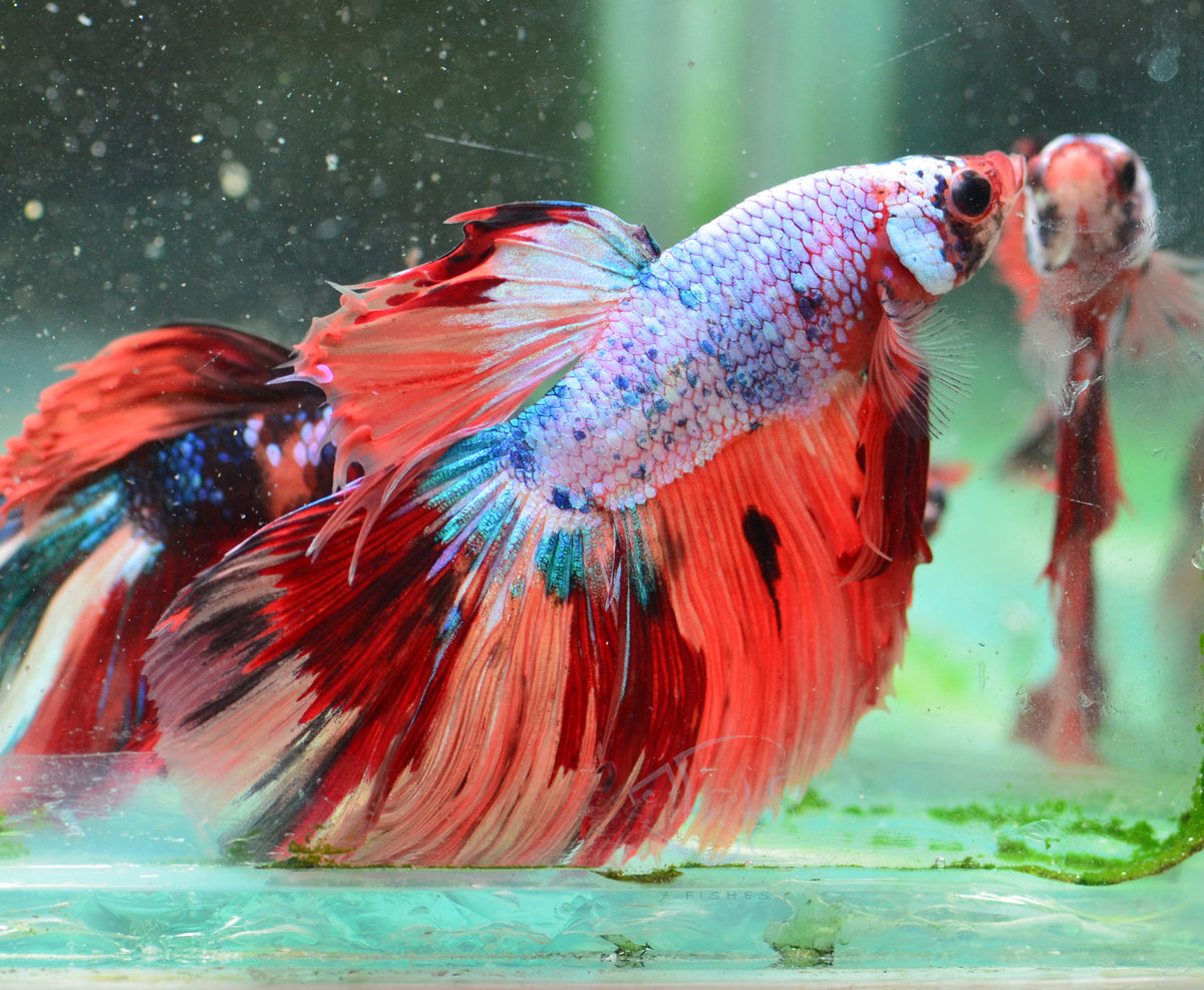 Candy Halfmoon Male