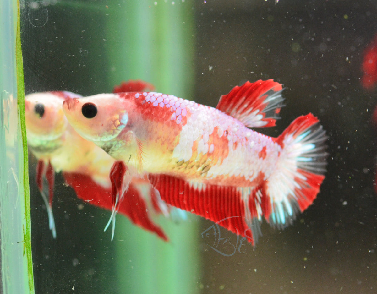 Red Fancy HMPK Female
