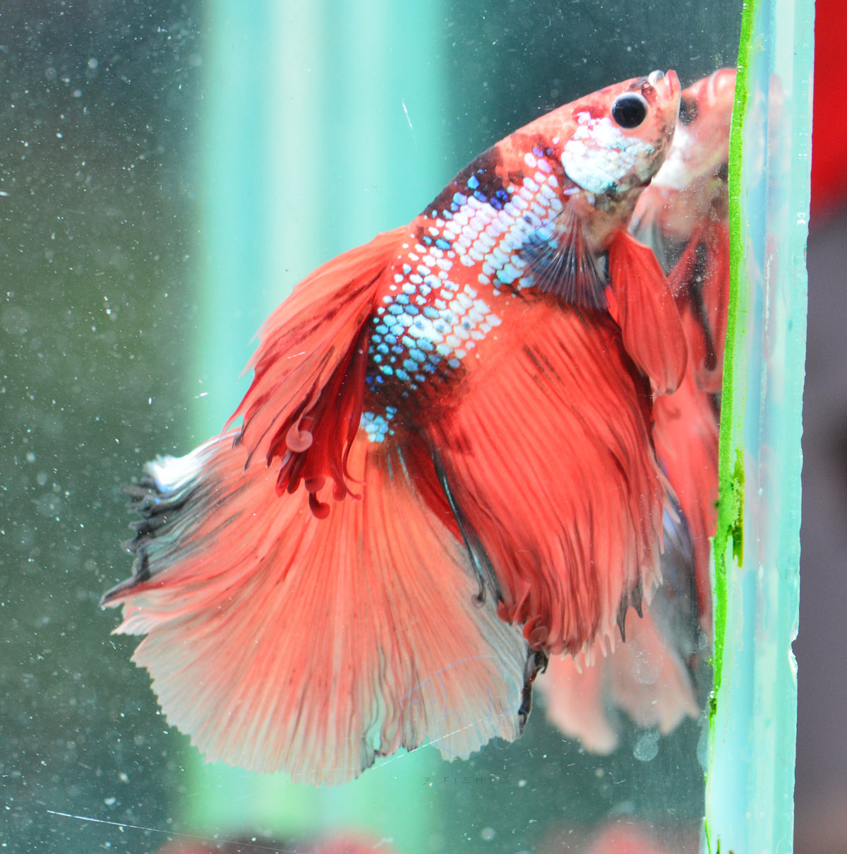 Nemo Halfmoon Male