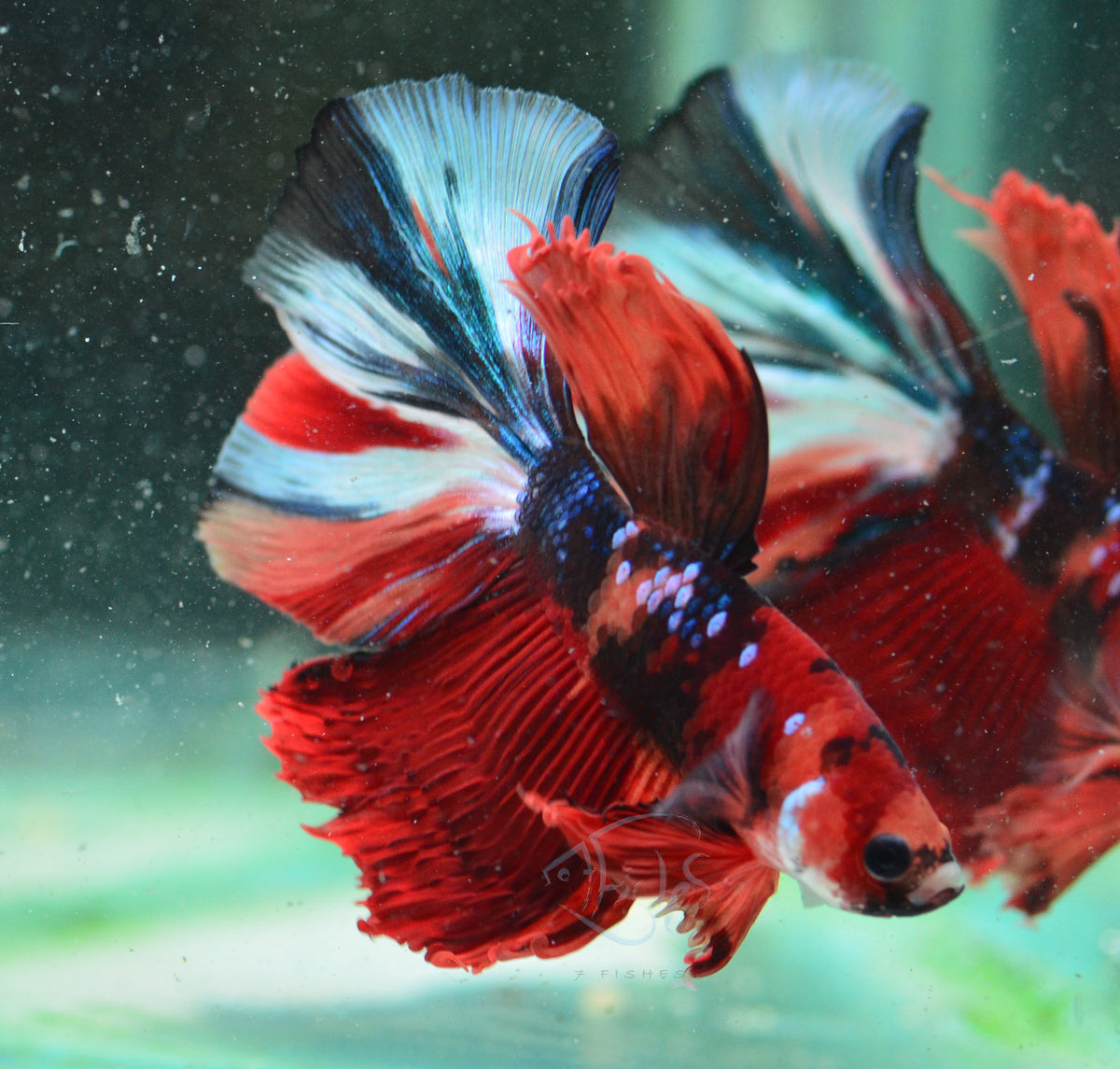 Red Koi Halfmoon Male