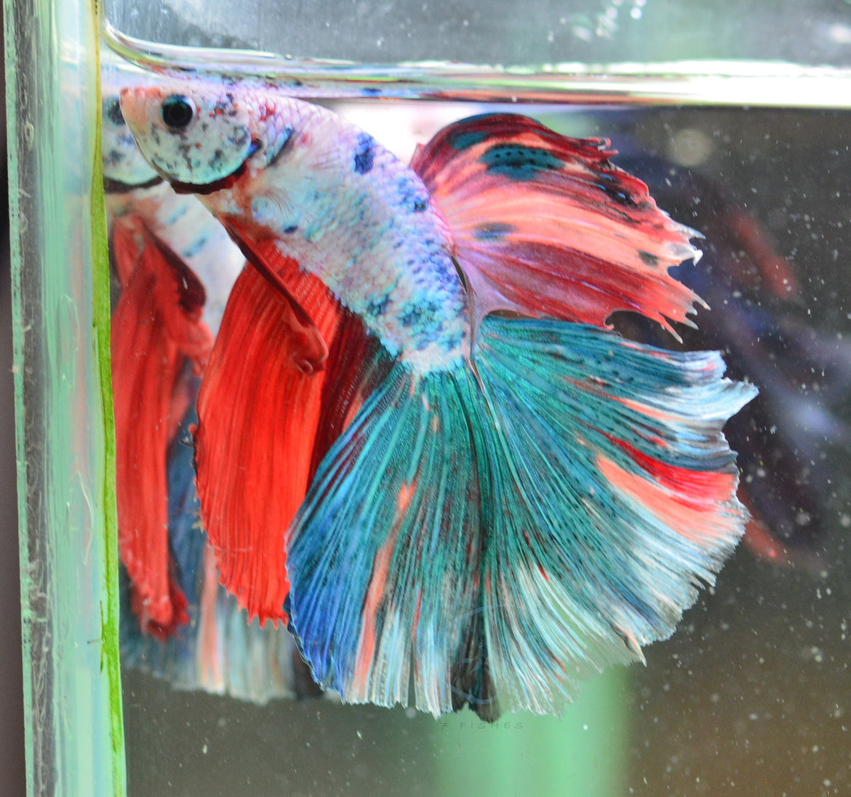 Candy Halfmoon Male