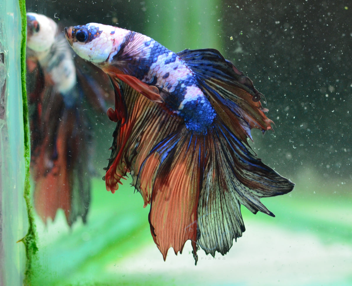 Candy Halfmoon Male